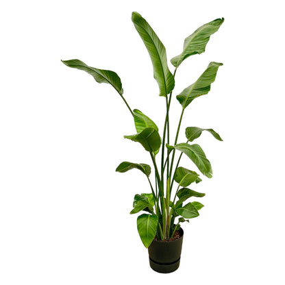 Strelitzia Nicolai + elho Greenville Round