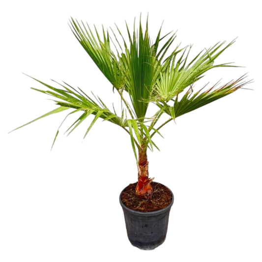 Washingtonia (Licuala Waaierpalm)