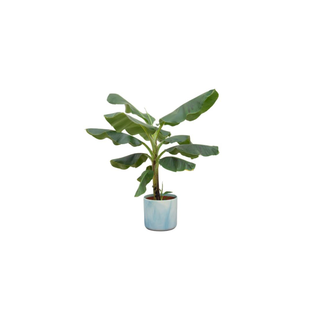 Bananenplant (Musa) + Ocean Round