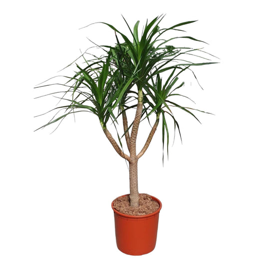 Dracaena Draco (vertakt)