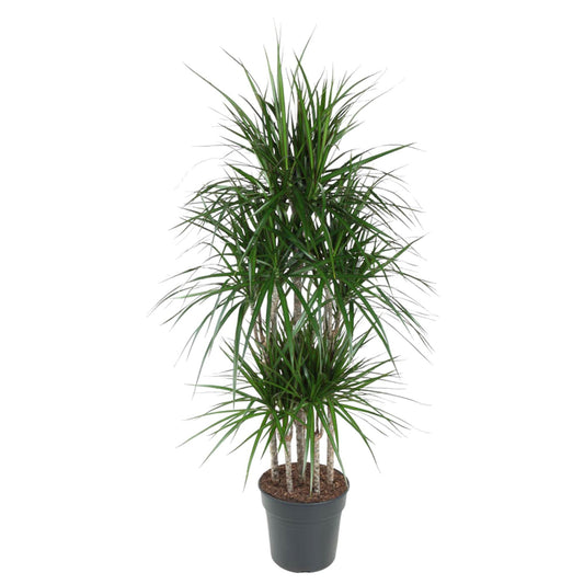 Dracaena Marginata (Carrousel)