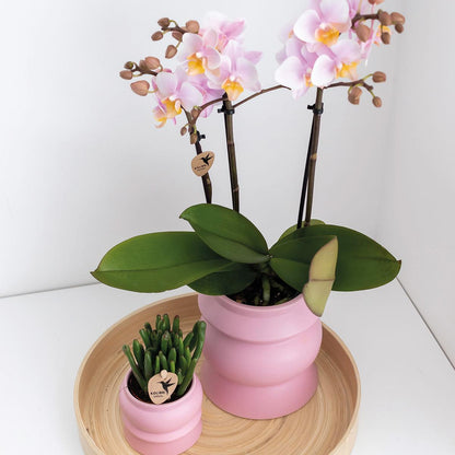 COMBI DEAL van 2 Orchideeën