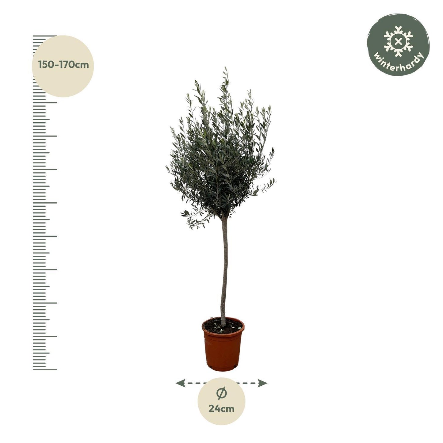 Olea Europaea op stam - 160cm- Ø24
