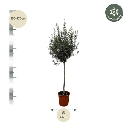 Olea Europaea op stam - 160cm- Ø24