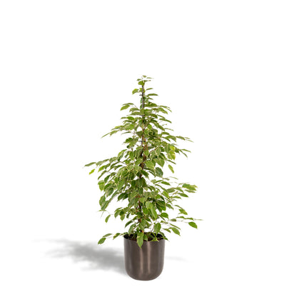 Ficus benjamina Goldenking - Ø21cm - ↕95cm + Pot Mayk Lead