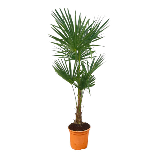 Trachycarpus Fortuneii - 160 cm - Ø25cm