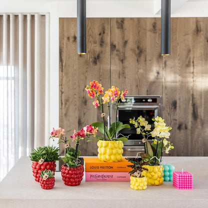 rode Phalaenopsis orchidee – Congo + Berry sierpot – potmaat Ø9cm – 40cm hoog