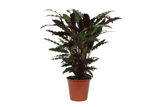 Calathea Wavestar