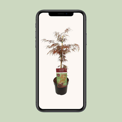 Acer palm (Garnet)
