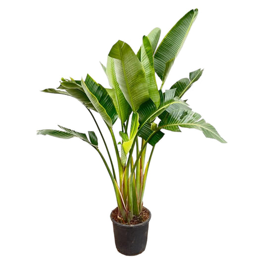 Strelitzia Augusta (multi stam)