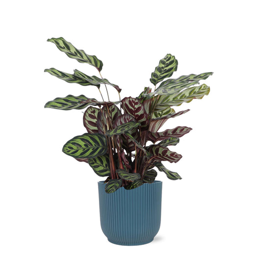Calathea Makoyana + elho Vibes pot