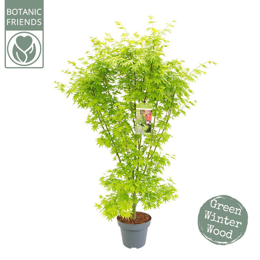 Acer Palm (Going Green)