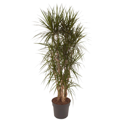 Dracaena Marginata (vertakt)