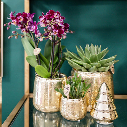 Roze paarse Phalaenopsis orchidee - El Salvador + Luxury gouden sierpot - potmaat Ø9cm - 35cm hoog