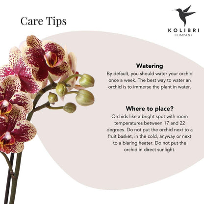 Geel rode Phalaenopsis orchidee – Spain + Elite sierpot copper – potmaat Ø9cm – 40cm hoog