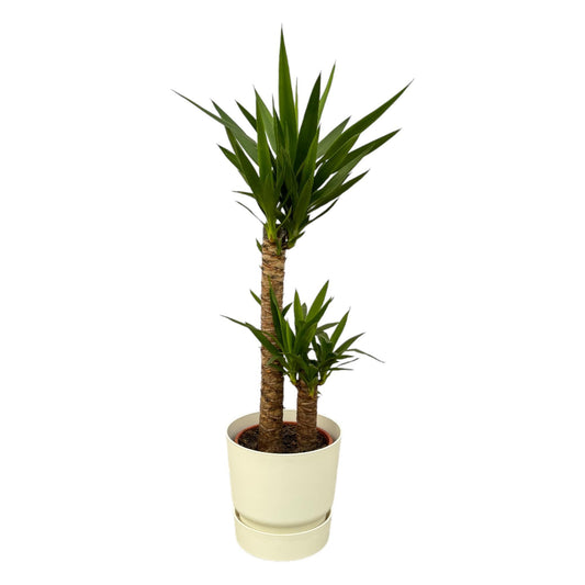 Yucca + elho Greenville Round