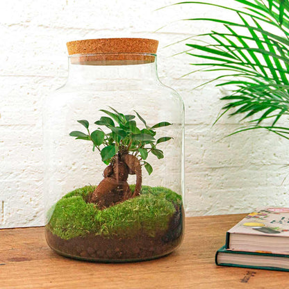 DIY terrarium - Milky met bonsai - ↕ 30 cm