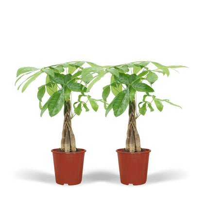 2x Pachira Aquatica (Geldboom)