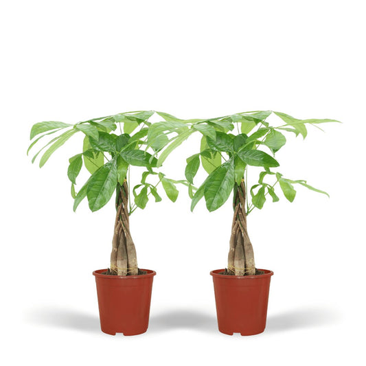 2x Pachira Aquatica (Geldboom)