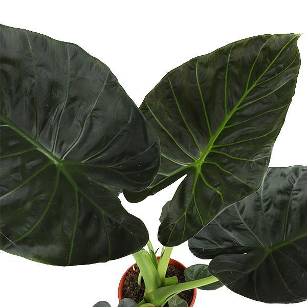 Alocasia Regal Shield
