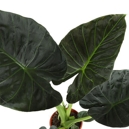 Alocasia Regal Shield