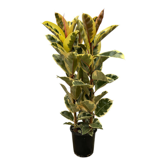 Ficus Elastica Tineke (struik)