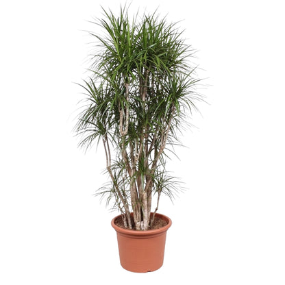 Dracaena Marginata (vertakt)