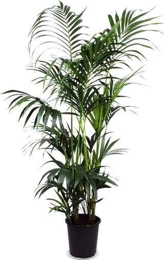 Kentia Palm - Ø27cm - ↕160cm