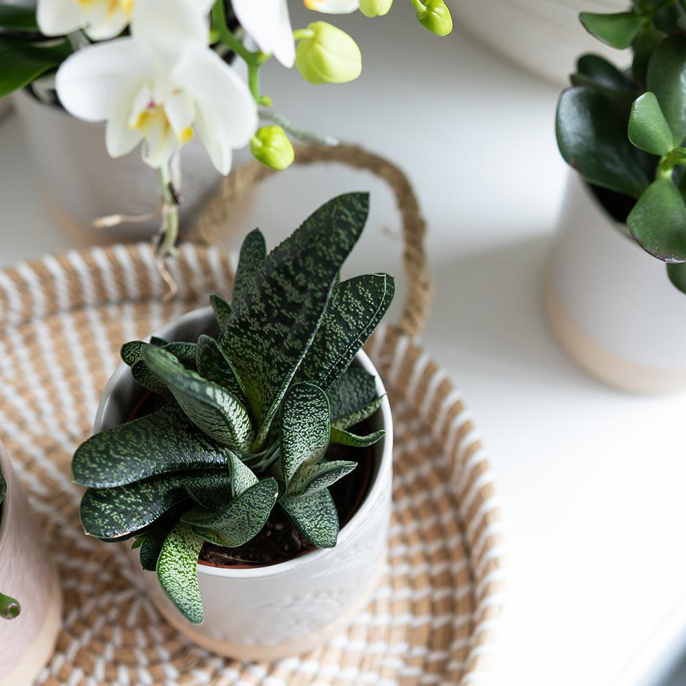 Hummingbird Home | Bol décoratif - Plateau tressé blanc Ø30cm
