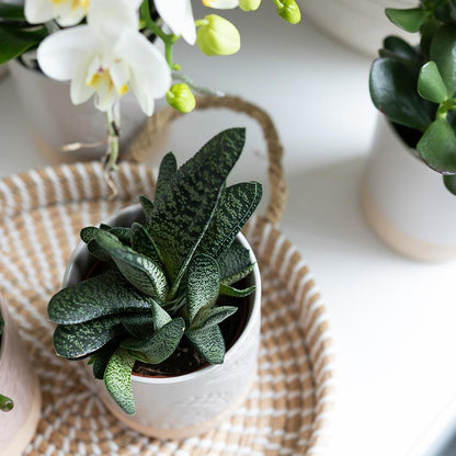 Hummingbird Home | Bol décoratif - Plateau tressé blanc Ø30cm