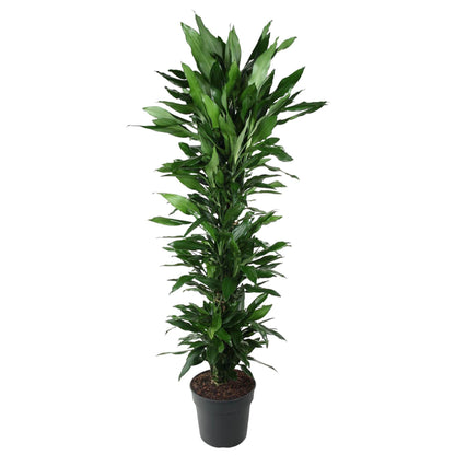 Dracaena Janet Lind (vertakt)