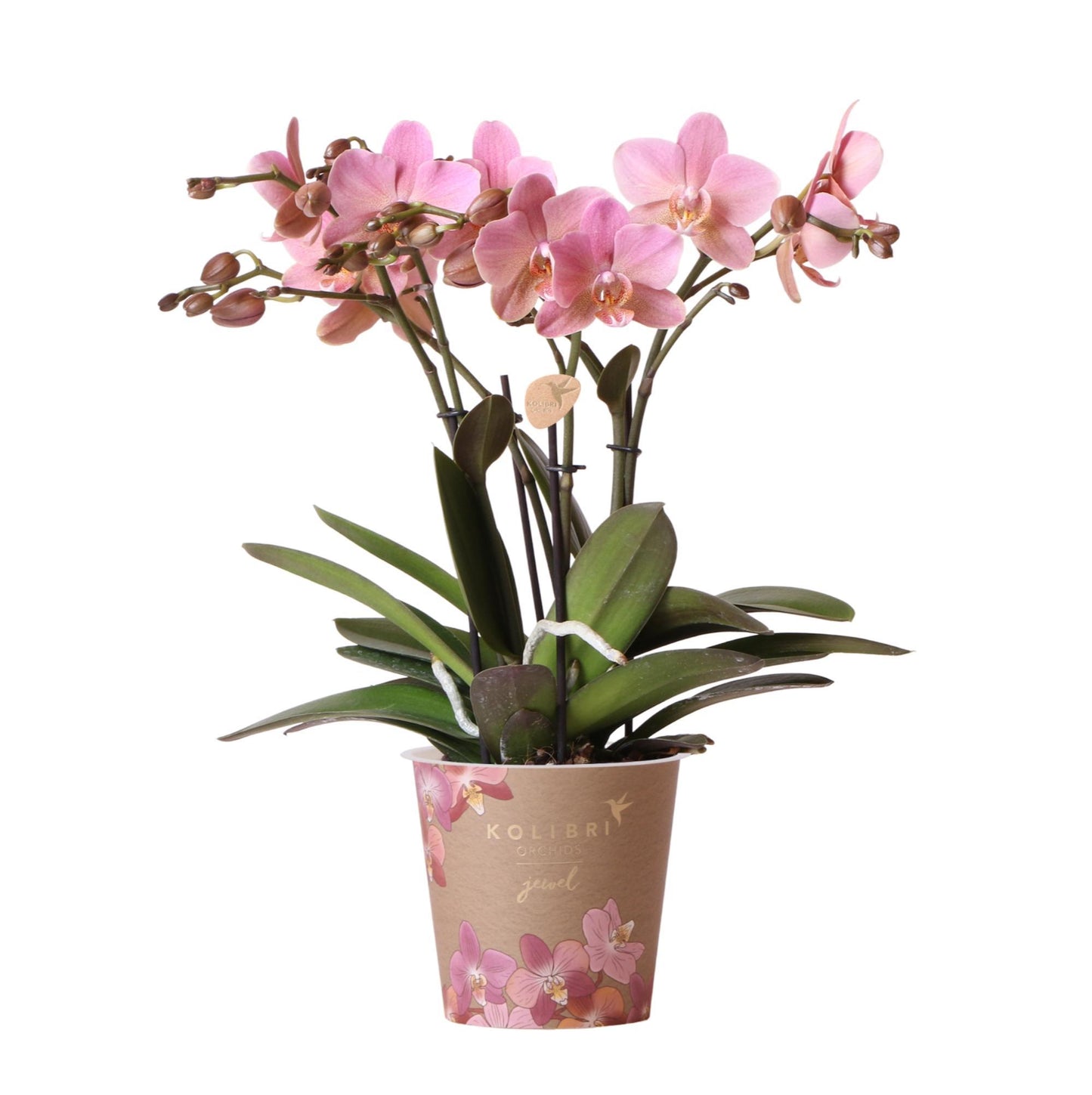Oudroze Phalaenopsis orchidee - Jewel Treviso - potmaat Ø12cm