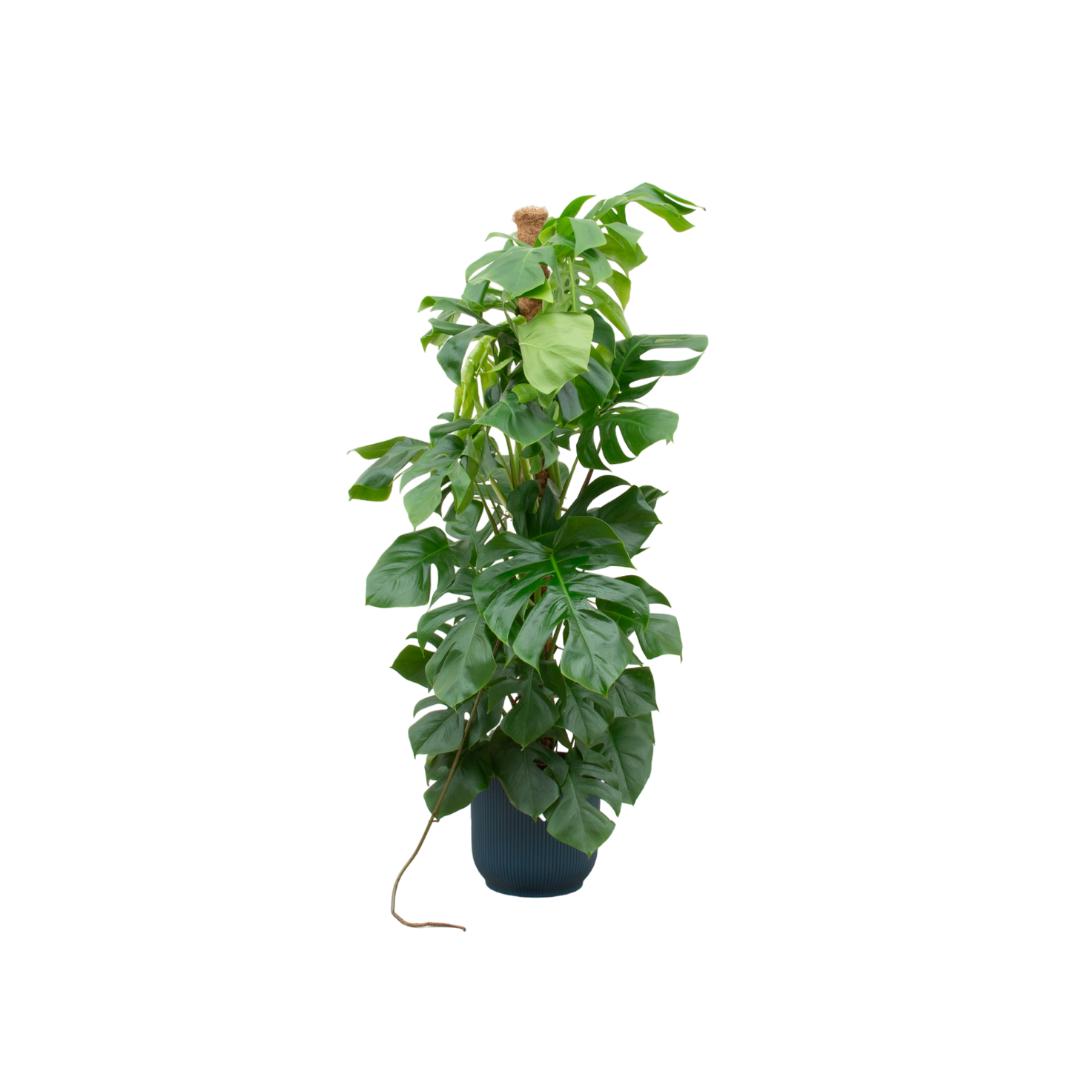 Monstera Pertusum XL + elho Vibes Fold Round