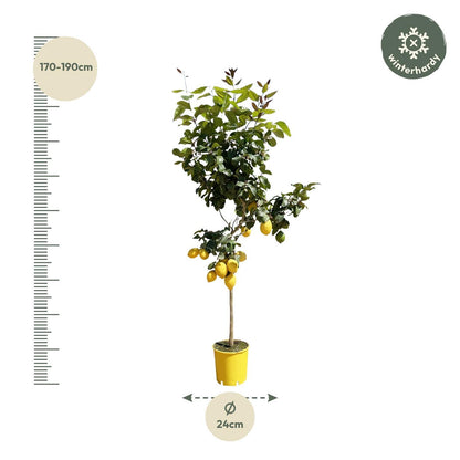 Citrus Lemon (Citroenboom)
