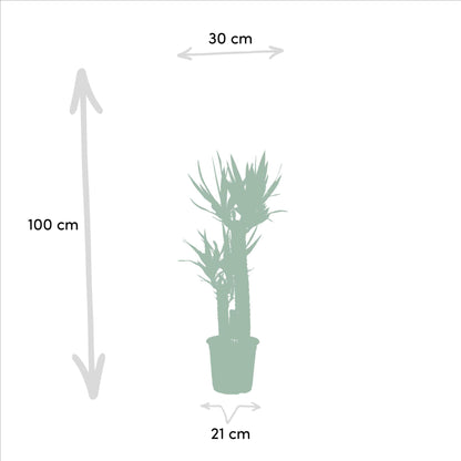 Combi deal: Dracaena (120 cm) + Yucca (100 cm)