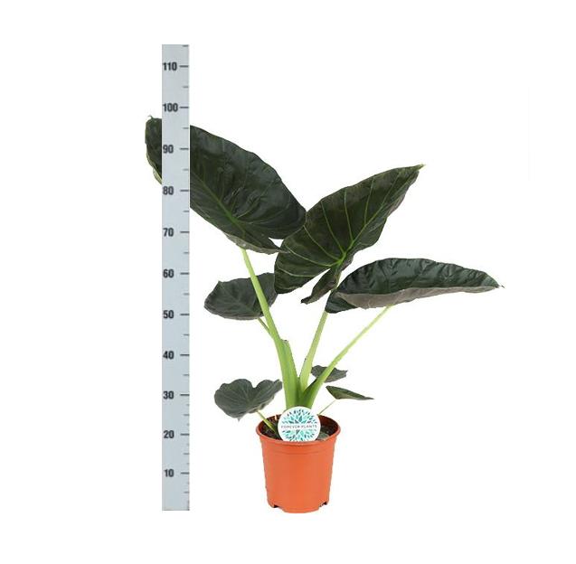 Alocasia Regal Shield