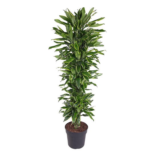 Dracaena Golden Coast (vertakt)