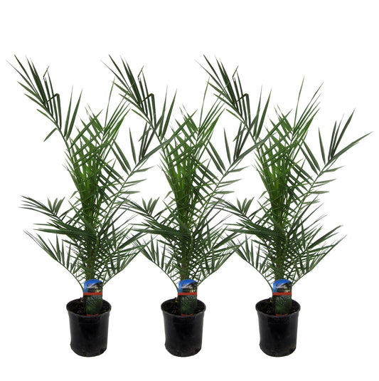 3x Phoenix Canariensis