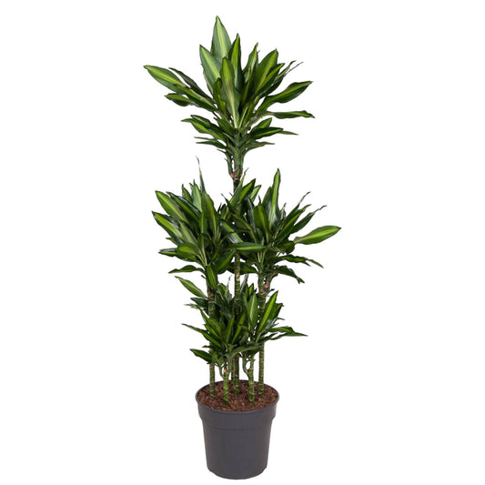 Dracaena Cintho Carrousel