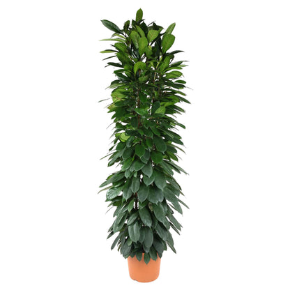 Ficus Cyatistipula (zuil)
