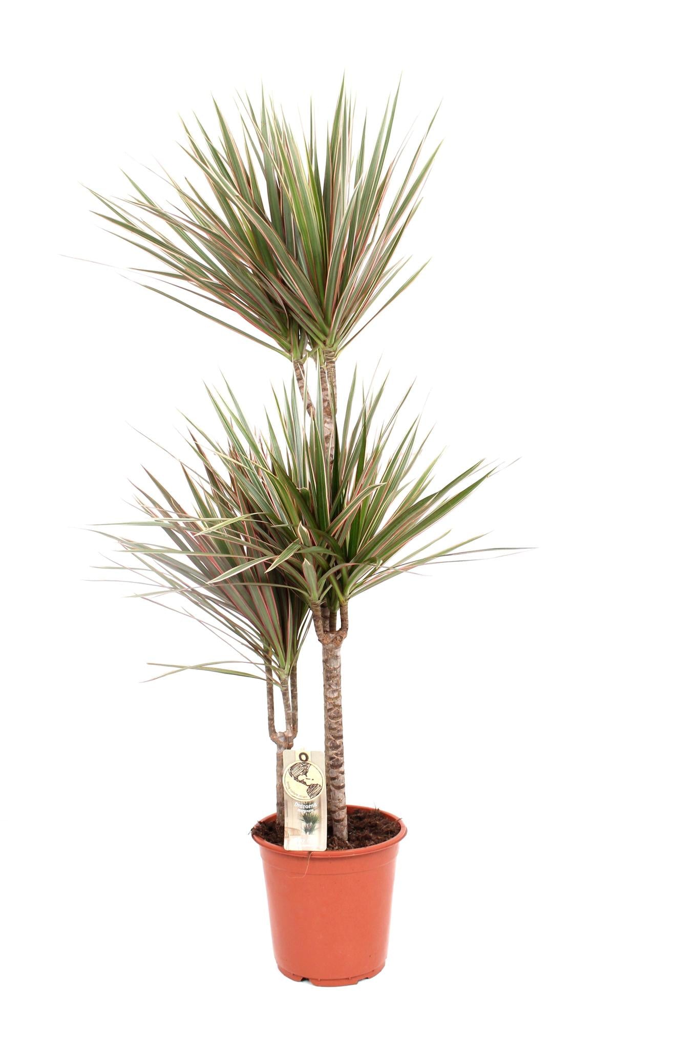 Dracaena Bicolor