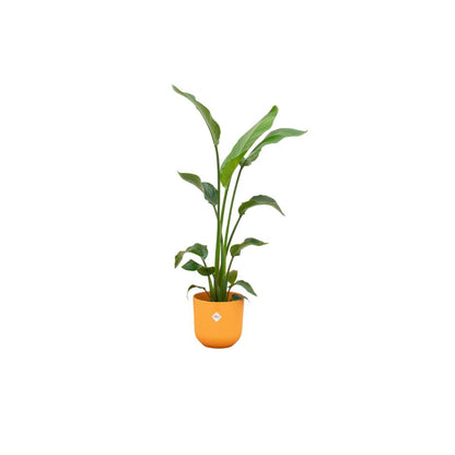 Strelitzia Nicolai + elho Jazz Round