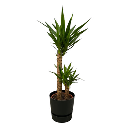 Yucca + elho Greenville Round
