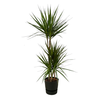 Dracaena Marginata + elho Greenville Round