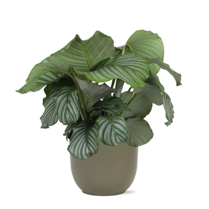 Calathea Orbifolia + BOULE pot
