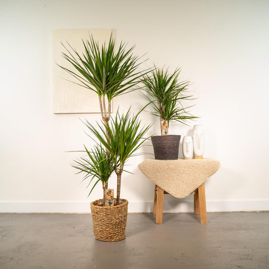 Combi deal: Dracaena (120cm) + Dracaena (70cm)