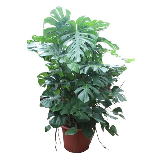 Monstera Deliciosa (XXL blad)