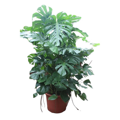 Monstera Deliciosa (XXL blad)