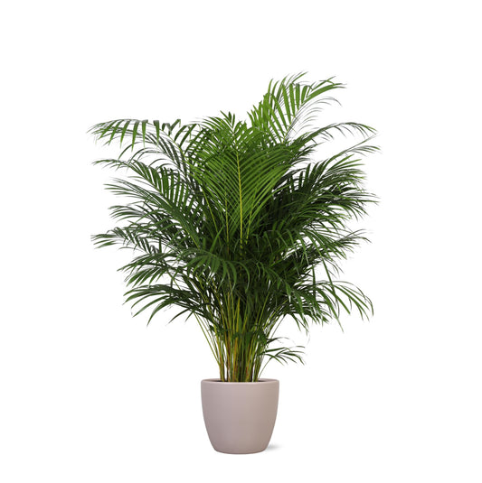 Areca Palm + Boule pot