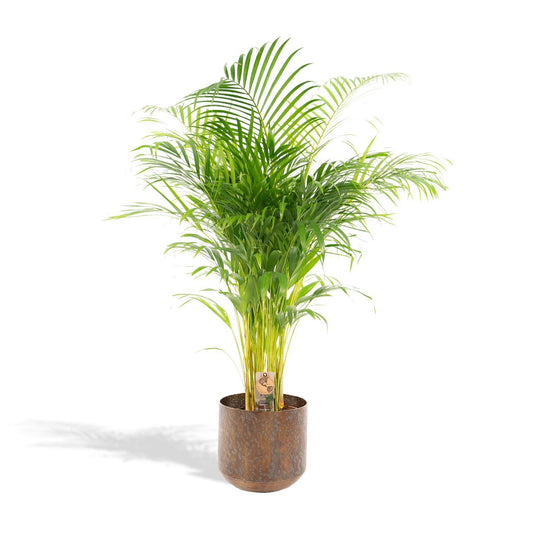 Areca palm met pot